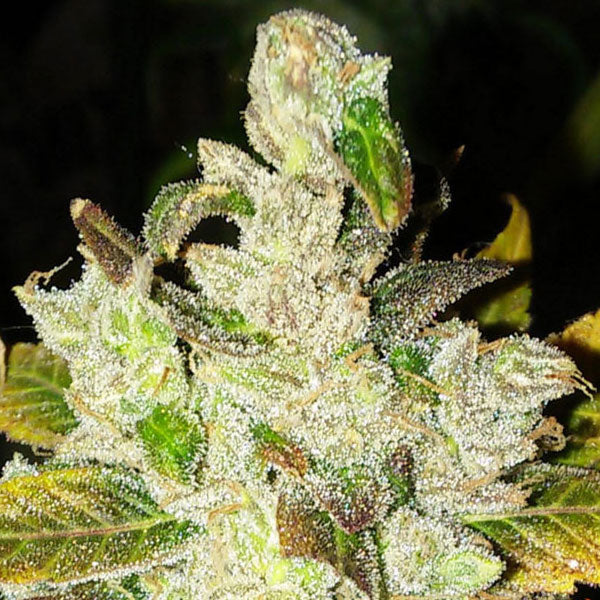 BARNEY’S FARM – LAUGHING BUDDHA - immagine 3