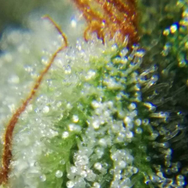 BARNEY’S FARM – LAUGHING BUDDHA - immagine 2