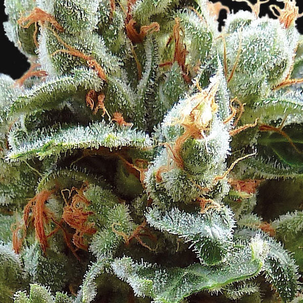 BARNEY’S FARM – VANILLA KUSH - immagine 3