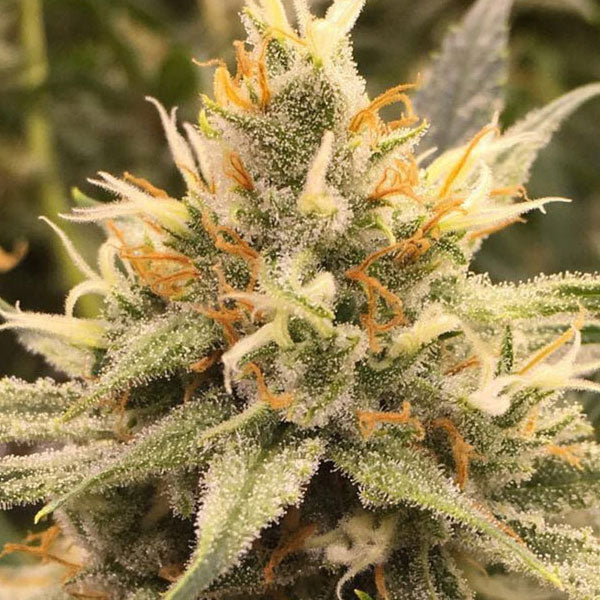 BARNEY’S FARM – VANILLA KUSH - immagine 2