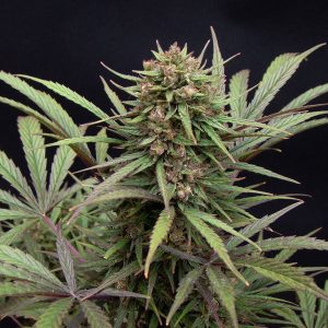 DUTCH PASSION – COMPASSION