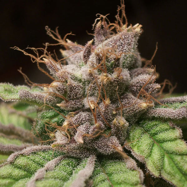 DUTCH PASSION – BLUEBERRY - immagine 3