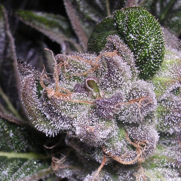 DUTCH PASSION – BLUEBERRY - immagine 2