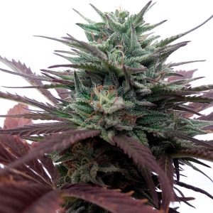 DUTCH PASSION – BRAINSTORM