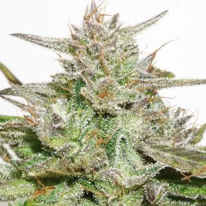 DUTCH PASSION – DESFRAN