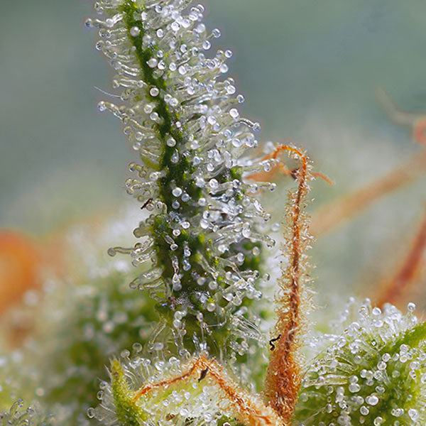 SWEET SEEDS – CRYSTAL CANDY AUTO - immagine 2