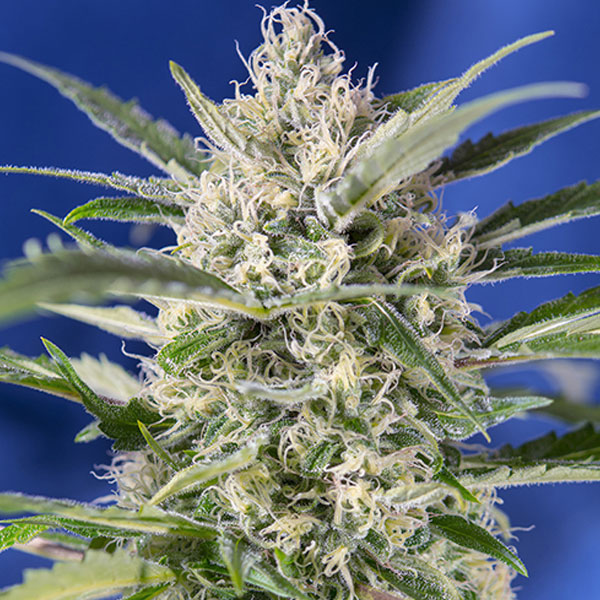 SWEET SEEDS – CRYSTAL CANDY AUTO