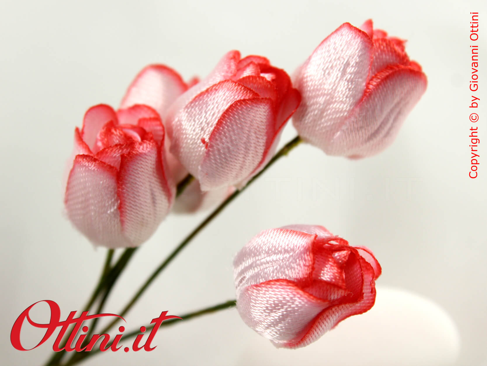 Bocciolo di Rosa Bianco e Rosso - immagine 3