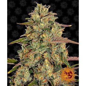 BARNEY’S FARM – AMNESIA LEMON – FEMMINIZZATA