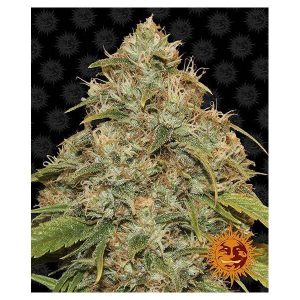 BARNEY’S FARM – CBD LEMON POTION AUTO