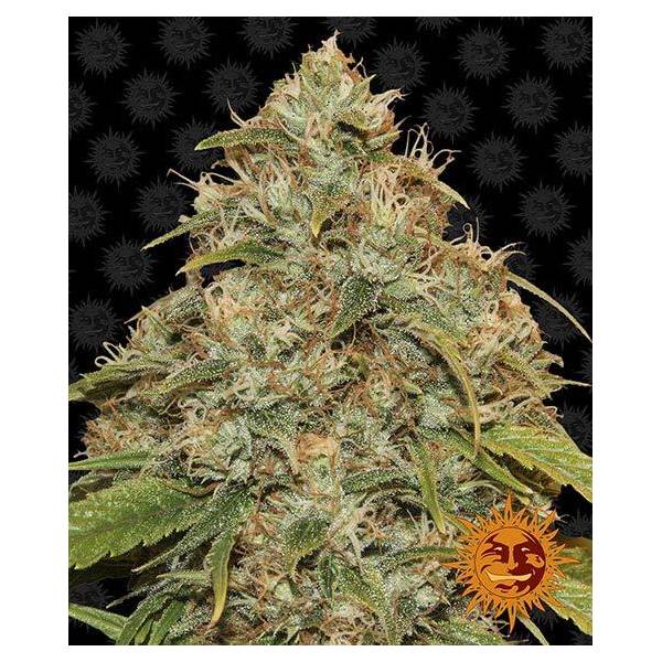 BARNEY’S FARM – CBD LEMON POTION AUTO