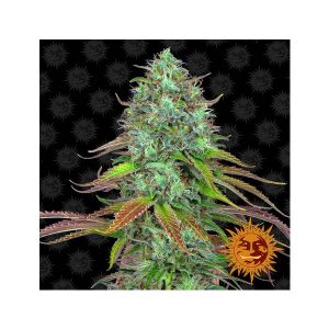 BARNEY’S FARM – LSD AUTO