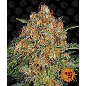 BARNEY’S FARM – ORANGE SHERBERT