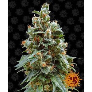 BARNEY’S FARM – VANILLA KUSH