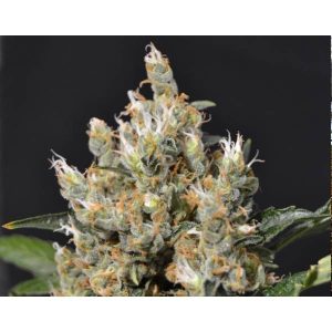 CBD SEEDS – KALI 3 semi
