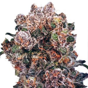 DUTCH PASSION – BLUEBERRY