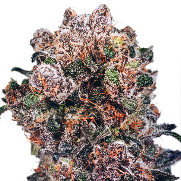 DUTCH PASSION – BLUEBERRY