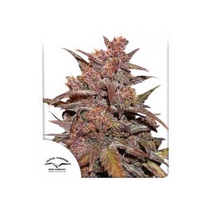 DUTCH PASSION – CBD BLACKBERRY KUSH AUTO