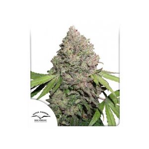 DUTCH PASSION – CBD CHARLOTTE’S ANGEL