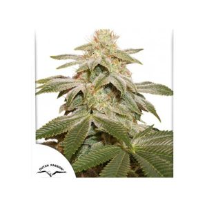 DUTCH PASSION – CRITICAL ORANGE PUNCH AUTO