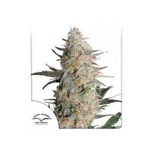 DUTCH PASSION – CRITICAL ORANGE PUNCH