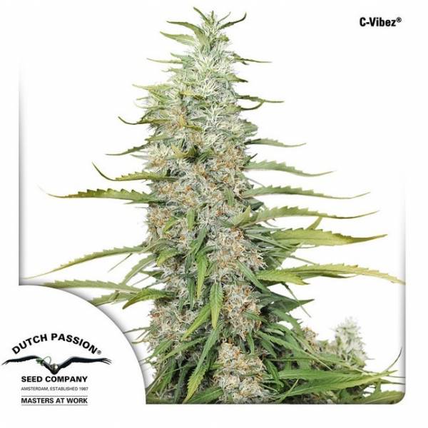 DUTCH PASSION – C-VIBEZ