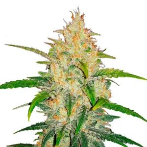 FAST BUDS – LEMON AK AUTO
