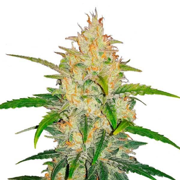 FAST BUDS – LEMON AK AUTO