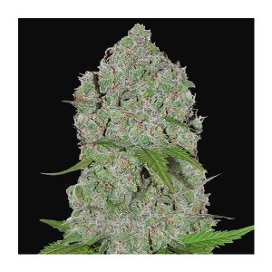 FAST BUDS – ORANGE SHERBET AUTO