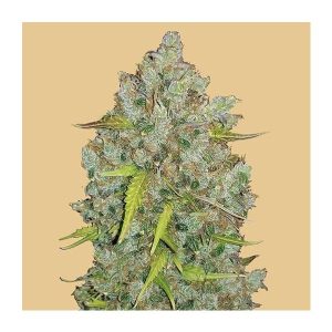 FAST BUDS – ORIGINAL BUBBLEGUM AUTO