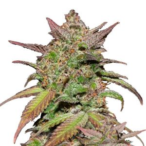 FAST BUDS – SMOOTHIE AUTO