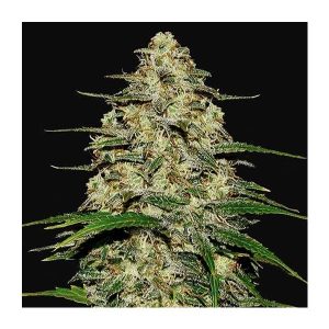 FAST BUDS – WEDDING CHEESECAKE AUTO