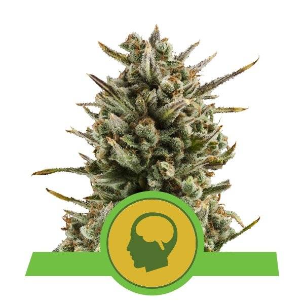 ROYAL QUEEN SEEDS – AMNESIA HAZE AUTO