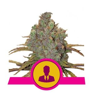 ROYAL QUEEN SEEDS – EL PATRON