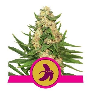 ROYAL QUEEN SEEDS – FAT BANANA – FEMMINIZZATA