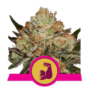 ROYAL QUEEN SEEDS – HULKBERRY