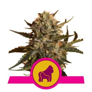 ROYAL QUEEN SEEDS – MOTHER GORILLA (EX ROYAL MADRE)