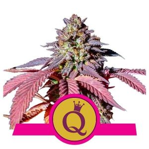 ROYAL QUEEN SEEDS – PURPLE QUEEN
