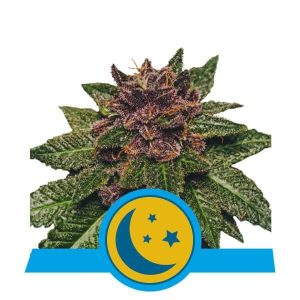 ROYAL QUEEN SEEDS – PURPLEMATIC CBD AUTO
