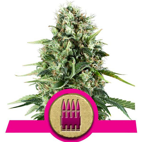 ROYAL QUEEN SEEDS – ROYAL AK