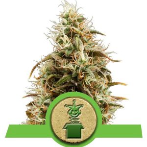 ROYAL QUEEN SEEDS – ROYAL JACK AUTO