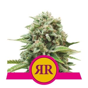 ROYAL QUEEN SEEDS – ROYAL RUNTZ