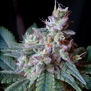 SWEET SEEDS – CREAM CARAMEL F1 FAST VERSION