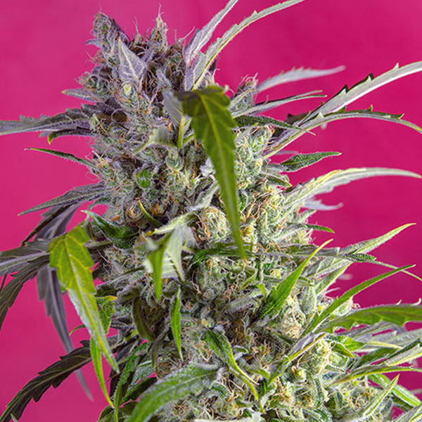 SWEET SEEDS – CRYSTAL CANDY AUTO - immagine 3