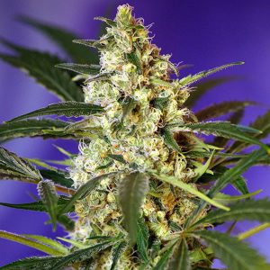 SWEET SEEDS – FAST BUD #2 AUTO