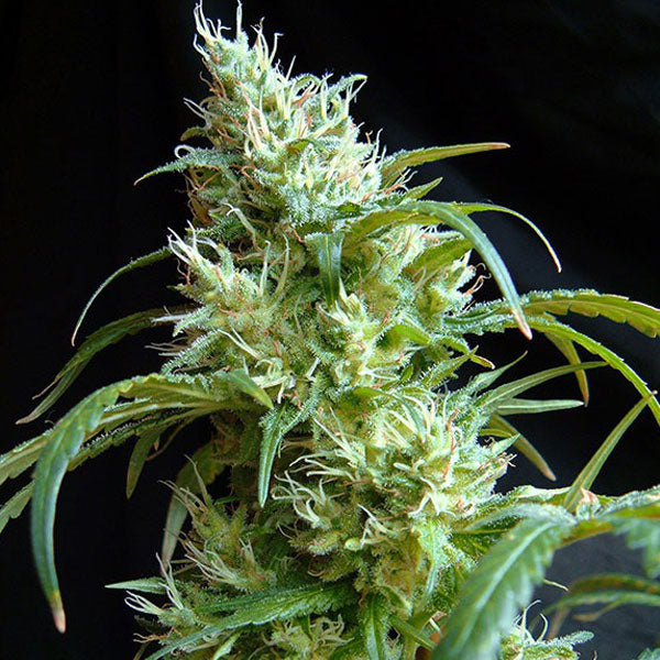 SWEET SEEDS – FLASH BACK #2