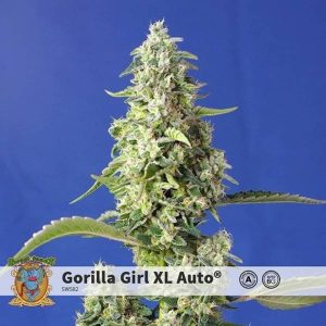 SWEET SEEDS – GORILLA GIRL XL AUTO