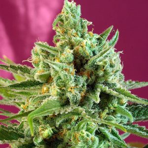 SWEET SEEDS – S.A.D. SWEET AFGANI DELICIOUS CBD – FEMMINIZZATA