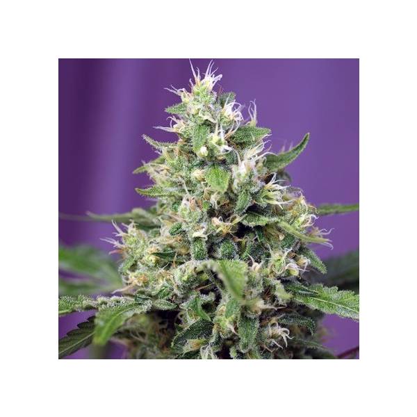 SWEET SEEDS – SWEET AMNESIA HAZE XL AUTO