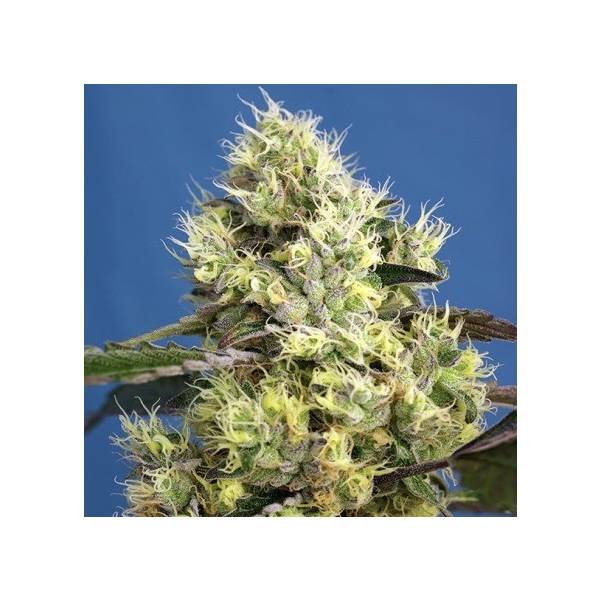 SWEET SEEDS – SWEET GELATO AUTO